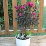 Индийски люляк Lagerstroemia indica Black Diamond Crimson red, снимка 3
