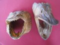 Рога от бик, рог, зъби от динозавър, акула, глави щука, вкаменелости, сепийна кост, снимка 7