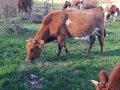 Телета (крави), снимка 10