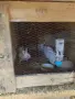 Различни видове зайци за продажба, снимка 4