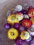сухи цветя - Безмъртниче - Хелихризум, снимка 2