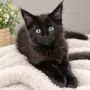 Коте от породата Мейн Кун, снимка 1