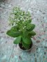 Дебела мара, снимка 1 - Градински цветя и растения - 29801386