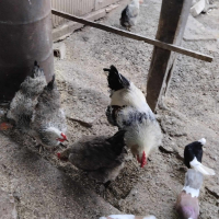 Яйца от Катунски кокошки., снимка 3 - Кокошки и пуйки - 44782136