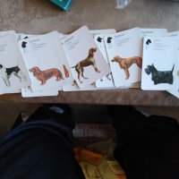 Колекционерски карти за игра, с кучета, снимка 4 - Карти за игра - 38499599