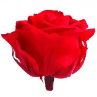 Луксозна вечна роза в опаковка BEAUTY & THE BEAST, снимка 4 - Романтични подаръци - 31691278
