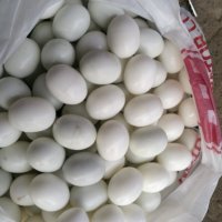 изкуствени пластмасови яйца за гълъби, снимка 2 - Гълъби - 35285815