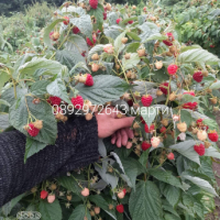 Разсад ягоди. .И .малини., снимка 15 - Разсади - 44720432