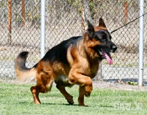 Мъжка немска овчарка с родословие за разплод, снимка 1