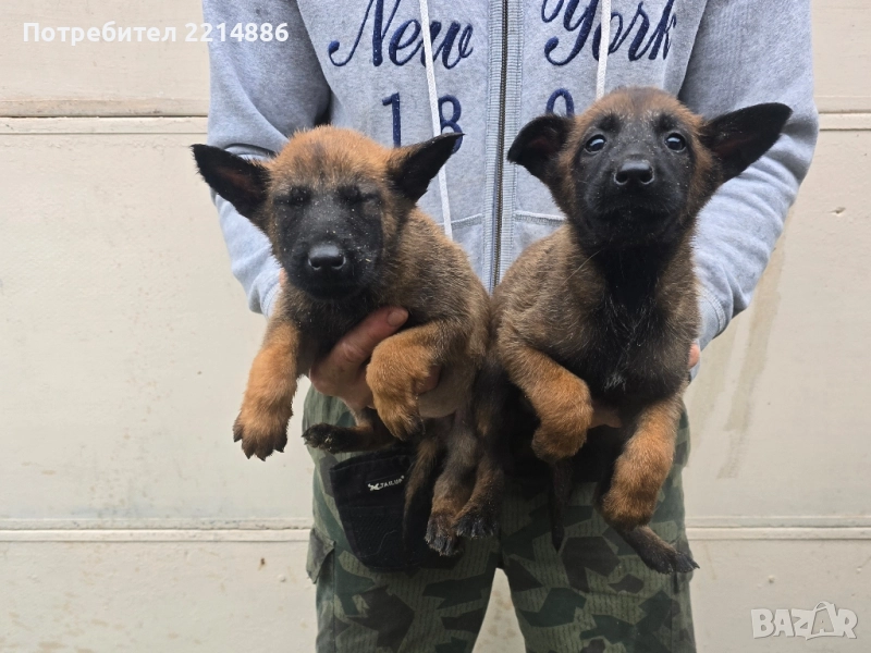 Белгийски овчарки-Малиноа , снимка 1