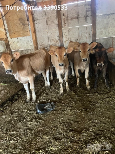 Телета женски, снимка 1