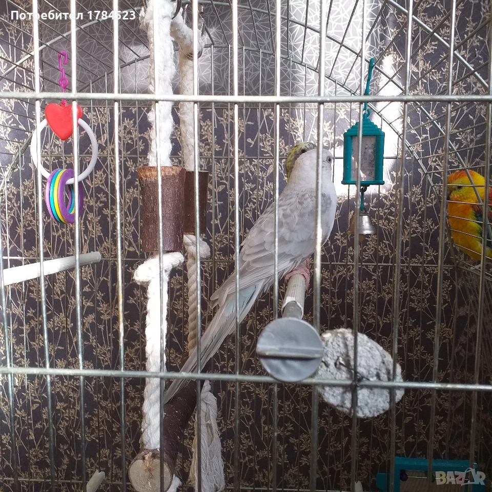 Женски поен папагал 2025г., снимка 1