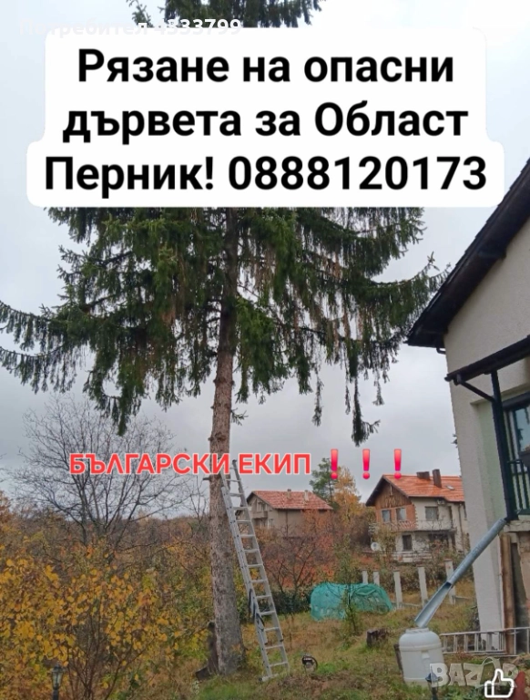 Рязане на опасни дървета , снимка 1