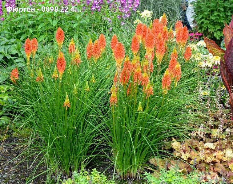 Книфофия - факелна лилия, снимка 1