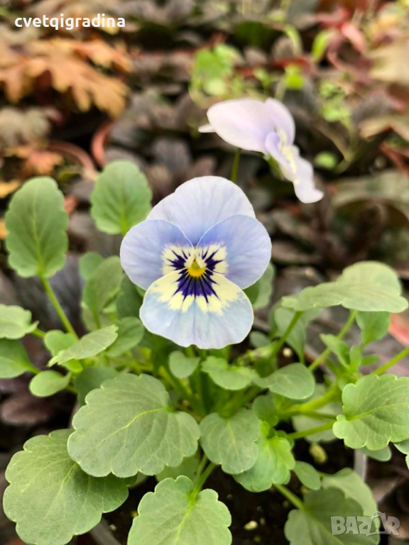 Мини теменужка синя – Viola Mini Blue, снимка 1