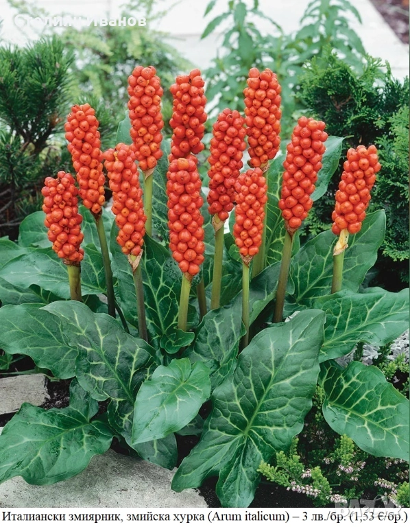 Италиански змиярник, змийска хурка (Arum italicum) – грудки, снимка 1