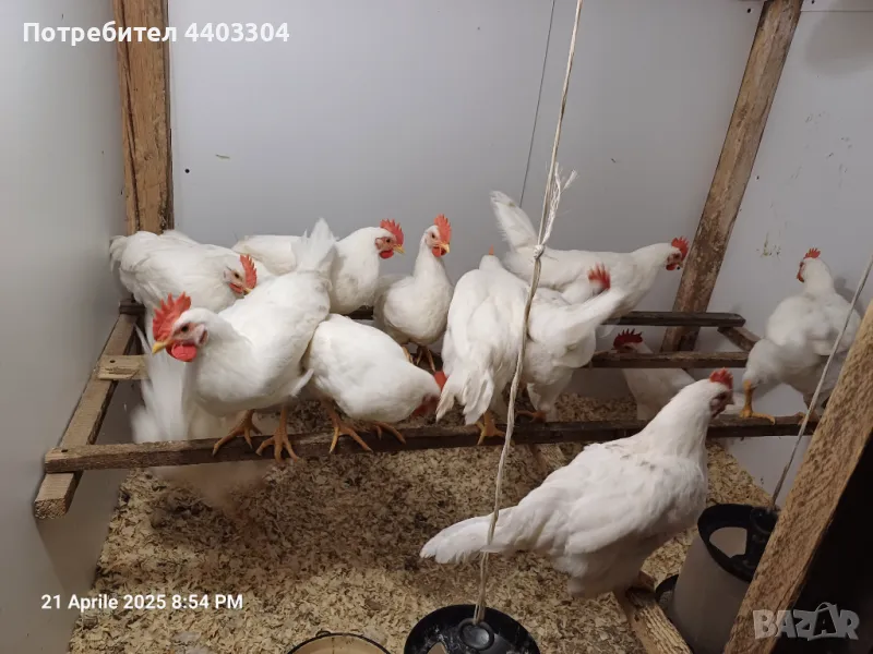 Петлета Легхорн , снимка 1