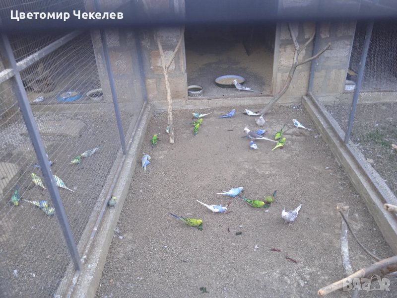 Вълнисти папагали, снимка 1