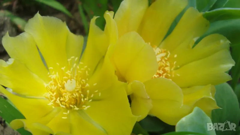 Опунция (Opuntia), снимка 1