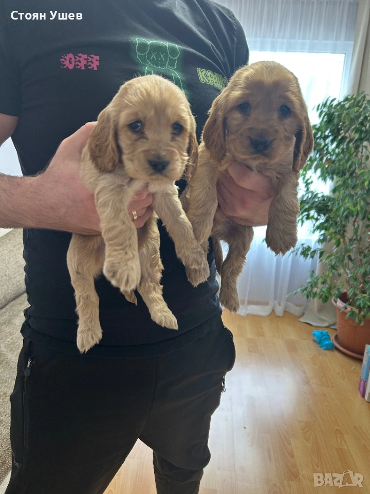 Кокер шпаньол , снимка 1