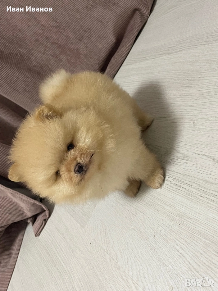Померан, снимка 1