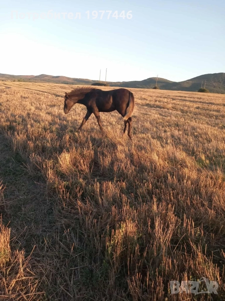 женско конче на 5 месеца , снимка 1
