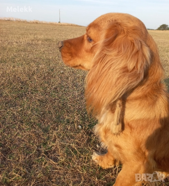 английски кокер-шпаньол , снимка 1