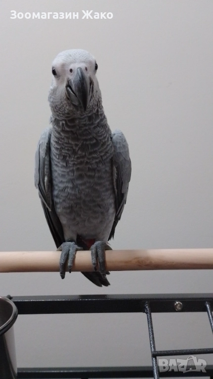 Папагал Кралско Жако, снимка 1