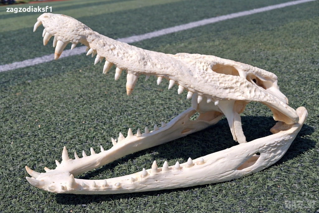 Челюст КРОКОДИЛ 100% Реални снимки с документ за притежание по CITES, снимка 1