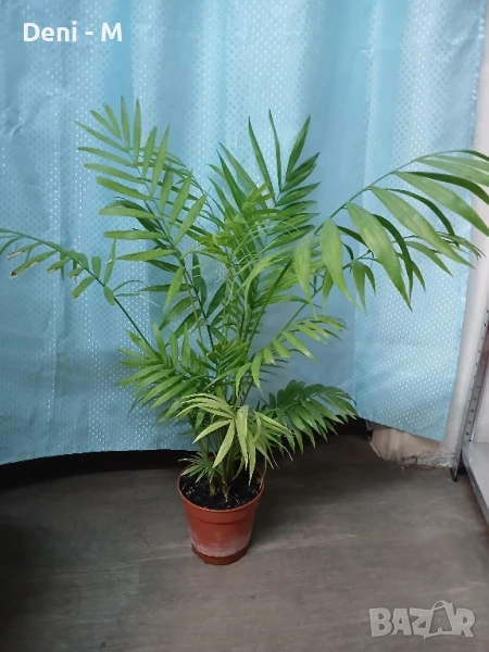 Палма Арека 70см., снимка 1