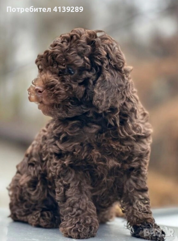 Пудел мини , снимка 1