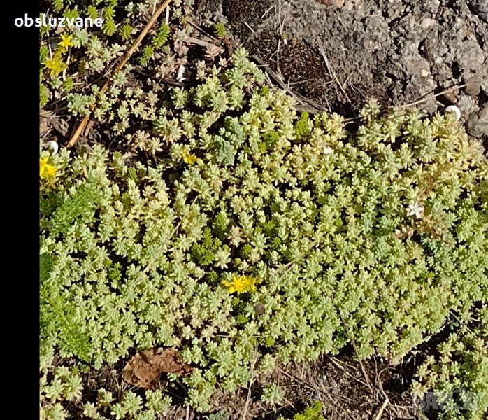 Сукулент купичка 💥, снимка 1