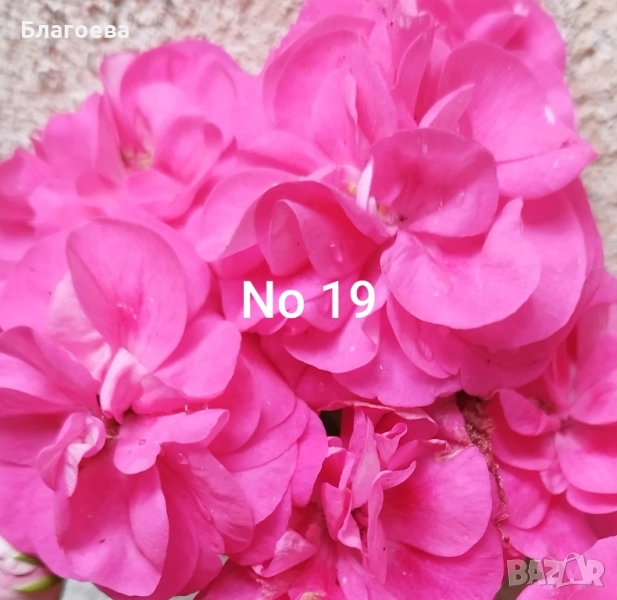 Комплект вкоренени резници Мушкато 10 бр - 6 цвята, снимка 1