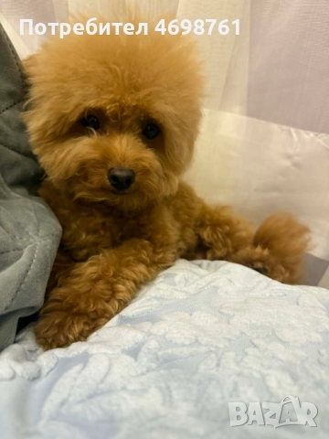 Той пудел, снимка 6 - Пудели - 52968261