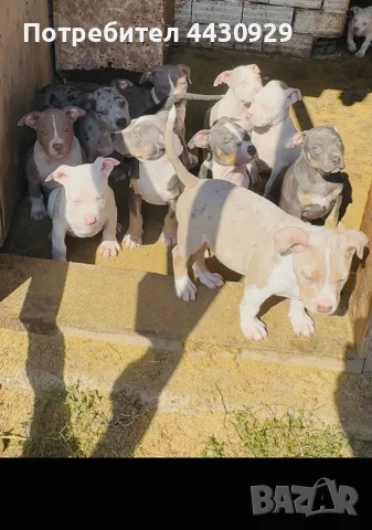 American Bully XL, снимка 4 - Американски стафордширски териер - 56317527