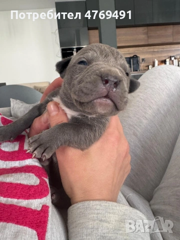 XL American bully's с родословие и сертификати , снимка 17 - Американски стафордширски териер - 53882558