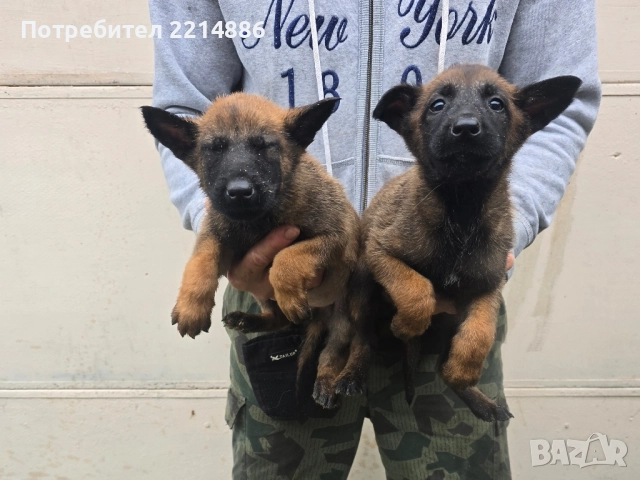 Белгийски овчарки-Малиноа 