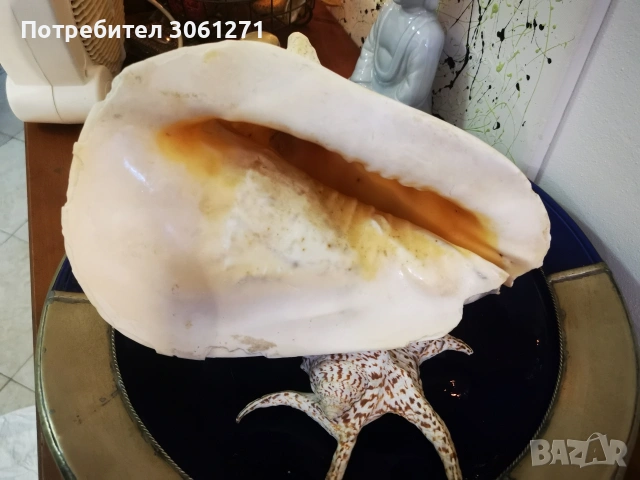 Рогат шлем" (Cassis cornuta). голям Рапан от Индийския океан Размери 27см, снимка 4 - Декорация за дома - 53927547