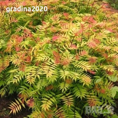 Сорбария Сем - (Sorbaria Sorb."Sem"®), снимка 7 - Разсади - 45041780