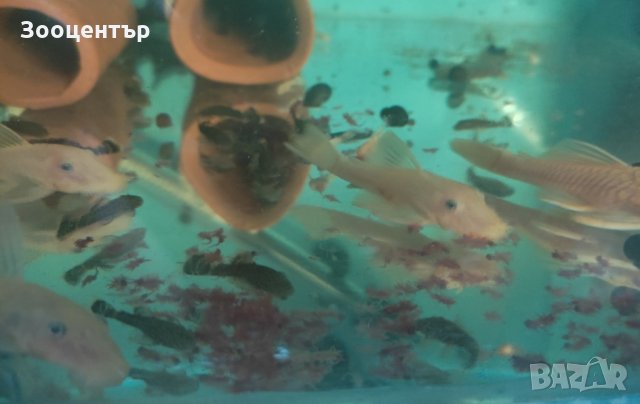 Замразена артемия- майки, снимка 4 - Други стоки за животни - 33867812