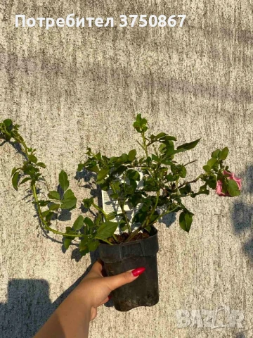 🌹 РОЗА 🌹 LES QUATRE SAISONS® Meifafio , снимка 5 - Градински цветя и растения - 51146132