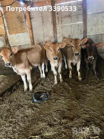 Телета женски, снимка 1