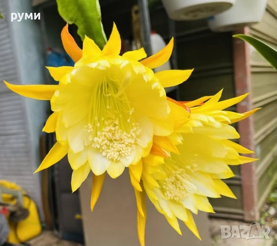 Розов ,червен  , бял и жълт епифилум, снимка 4 - Стайни растения - 43055914