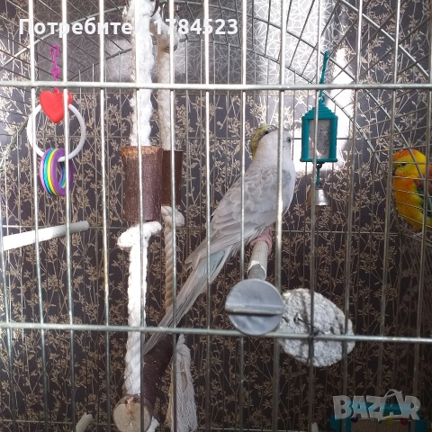 Женски поен папагал 2025г.