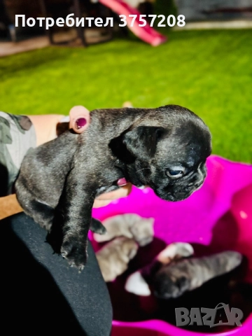 Френски булдог, снимка 4 - Френски булдог - 52565499