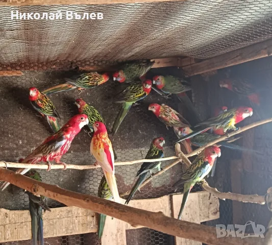 Розели и пенанти , снимка 3 - Папагали - 56391354
