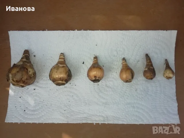 Луковици нарциси и минзухари