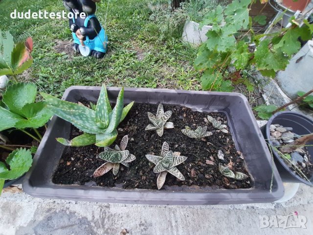 Различни видове АЛОЕ, снимка 2 - Стайни растения - 34002539