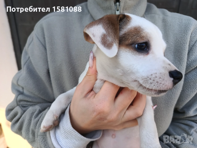 Джак Ръсел мини, снимка 6 - Джак ръсел териер - 52918387