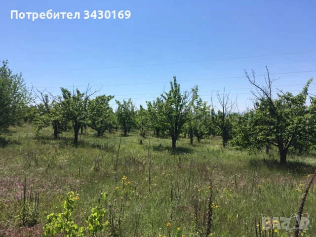 ПРОДАВА ЧЕРЕШОВИ ГРАДИНИ С НАСАЖДЕНИЯ, снимка 5 - Оранжерии - 51149960